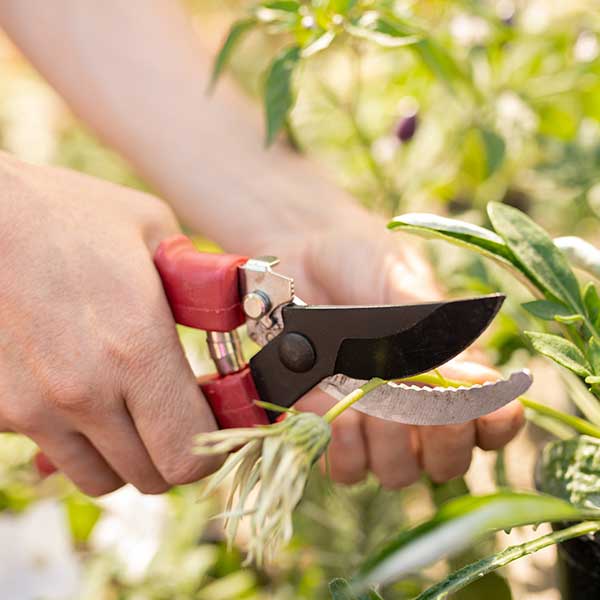 garden trimming tools